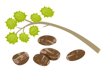 Castor beans Ricinus communis isolated icon. Vector castor oil ingredient, organic natural product for hair oil. Nut cosmetic organic seasonal product flat design. Herbal therapy with oak seed