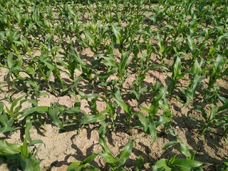 Corn green leaf of a plant or flower. Pure nature close up. Nepal