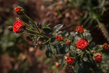 red berries on a tree