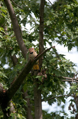 Northern Flicker
