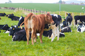 Cattle with a bull and calfs grazing in a field