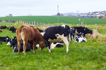 Cattle with a bull and calfs grazing in a field