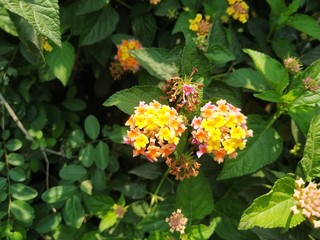Bright yellow flowers grow in a garden. Nepal