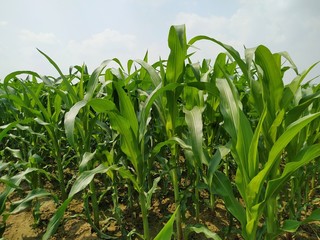 Fototapeta premium Maize green leaf of a plant or flower. Pure nature close up. Nepal