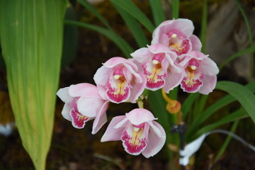 Fototapeta na wymiar Орхидея