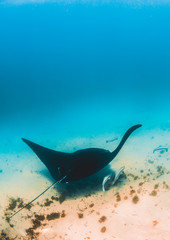Manta Ray swimming alone in the wild in clear turquoise water
