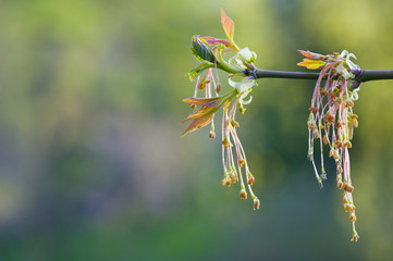 Male flowers of Box Elder (Acer negundo) in springtime, long stamens hanging from branch