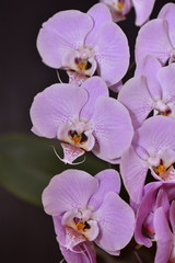 Obraz premium Phalaenopsis Orchid pink on a dark background blooms in the room