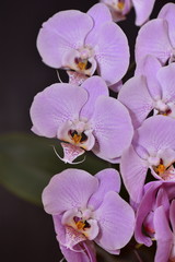 Phalaenopsis Orchid pink on a dark background blooms in the room