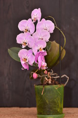 Naklejka na ściany i meble Phalaenopsis Orchid pink on a dark background blooms in the room