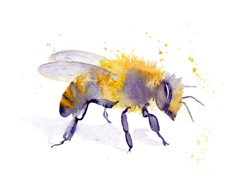 watercolor drawing of an insect - bee from splashes