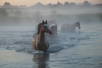 horse in water