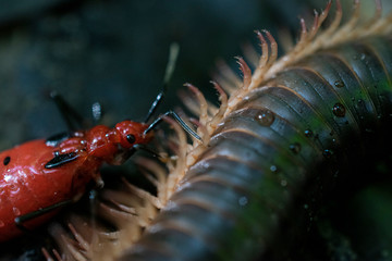 Red insect eating centipede