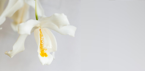 Coelogyne cristata eine tropische Orchidee