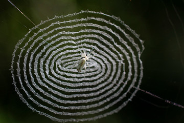 Pattern spider web