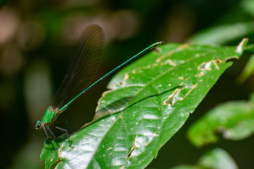 closeup green dragonfly
