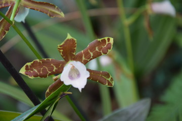 Орхидея