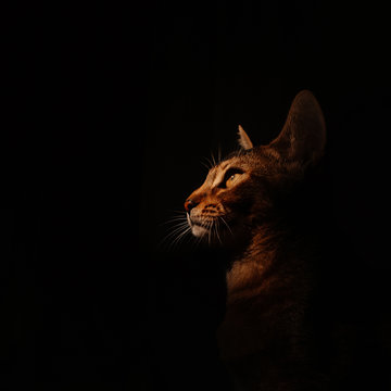 abyssinian cat portrait indoors on black background