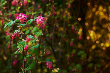 Flowers and leaves of a flowering currant (Ribes sanguineum).
