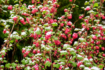Obraz premium Flowers and leaves of a flowering currant (Ribes sanguineum) covered with snow and ice.