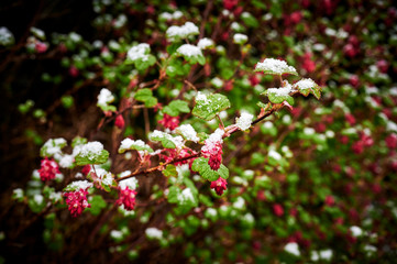 Flowers and leaves of a flowering currant (Ribes sanguineum) covered with snow and ice.