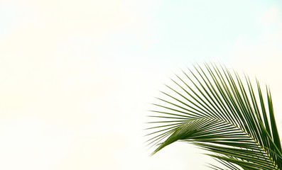 Fototapeta premium palm leaves on white background