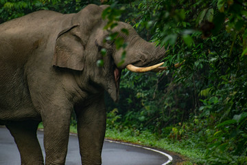 Wild elephant eating on the road 