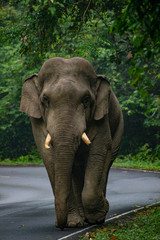 Fototapeta premium Wild elephant on the road 