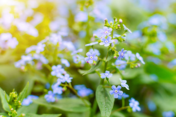 Brunner flowers in the spring garden. Spring. Awakening of nature.