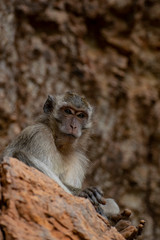 Macaque portrait