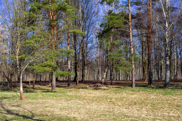 Early spring. Spring landscape in a mixed forest in bright sunlight. Cozy Park space among pines and birches. The edge of the forest is flooded with sunlight.