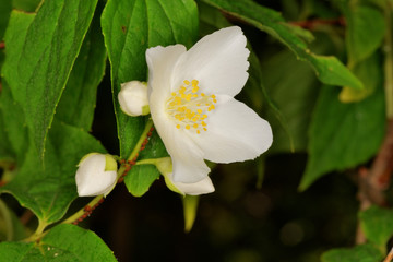 服部緑地のイノバラ