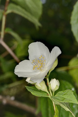 服部緑地のイノバラ