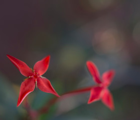 closeup of red flower