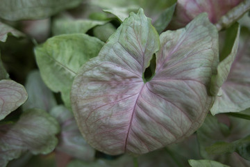 flower in the garden