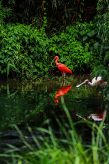 A pink flamingos hunting in the pond, Oasis of green in urban setting, flamingo