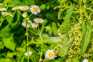 Spider web next to chamomile flowers