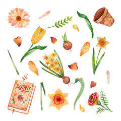 Set of watercolor hand-drawn illustrations. Illustrations on the theme of spring and gardening for stickers, scrapbooking, design, decoration, etc.Botanical book, daffodils, tulips, marigolds, petals.