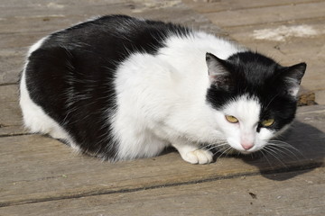 Black-white cat sits on a wooden surface.