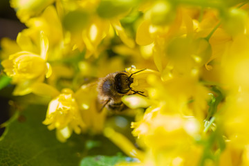 eine Honigbiene sammelt an einer Blume (Mahonie) Honig