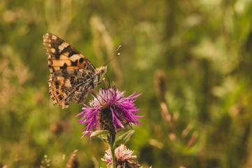 butterfly on a flower, tinted image, selective focus