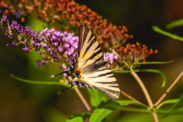 black and yellow butterfly with open wings posing on a plant with flowers, overhead angle.