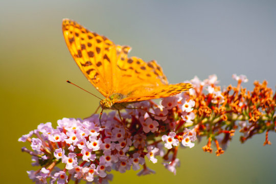 Butterfly With Open Wings Posing On A  Flower Plant.