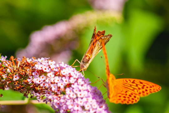 2 butterflies, one with open wings and the oter with close wings posing on a flower plant