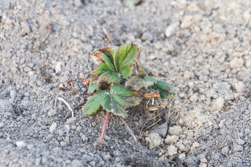 young strawberry bushes on dry ground, tinted image, selective focus