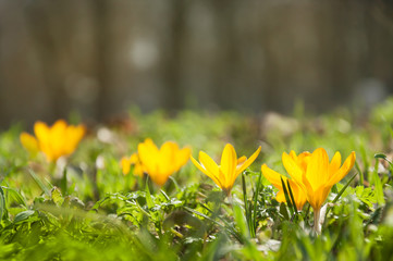 Beautiful tiny blooming yellow crocuses grow in groups on a flower bed in a city park. Selective focus. The first spring flowers.