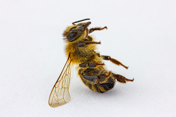 eine tote Biene vor weißem Hintergrund
