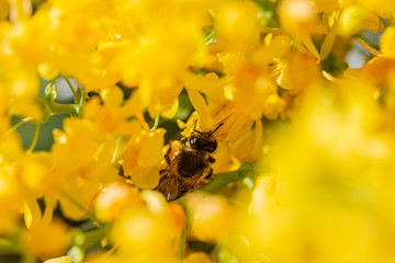eine Honigbiene sammelt an einer Blume (Mahonie) Honig