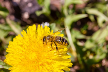 eine Honigbiene sammelt an einer Blume (Löwenzahn) Honig