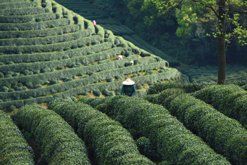 plucker, tea pluck, tea harvest, with people, tea farm, green tea farm, china tea farm,garden,...